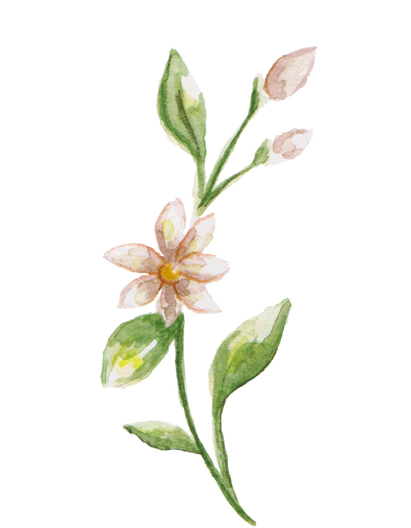 Hand-Painted Watercolor Sampaguita Filipino Flower Illustration
